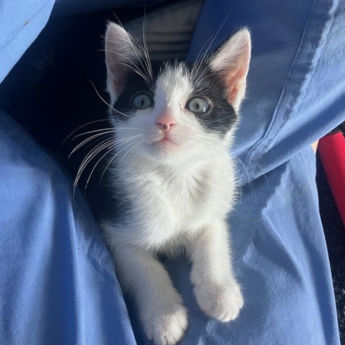 Avril - female kitten, an adoptable Tuxedo in Los Altos Hills, CA
