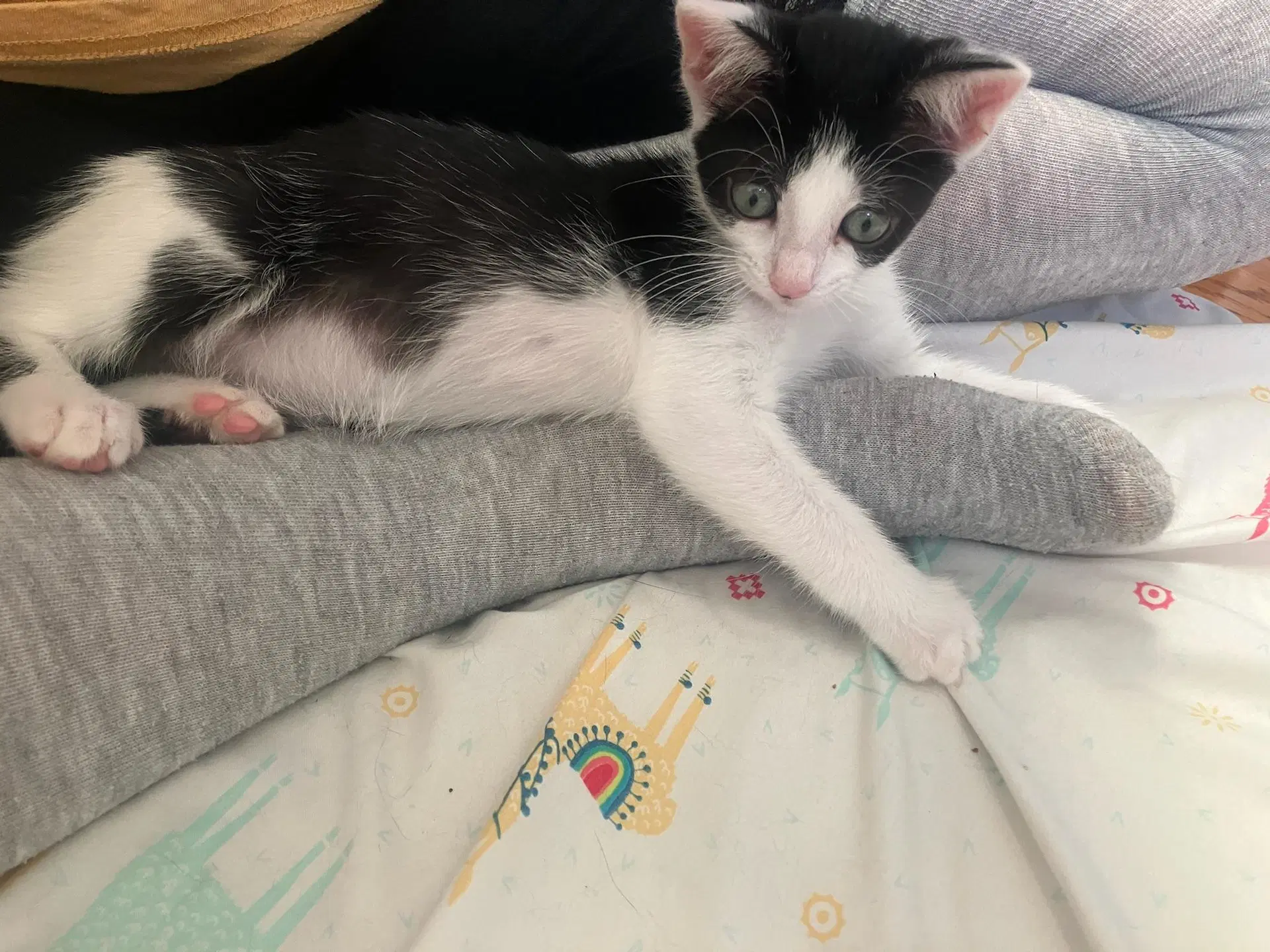 Avril - Female Kitten image 4