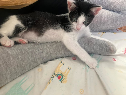Photo 4 of Avril - female kitten