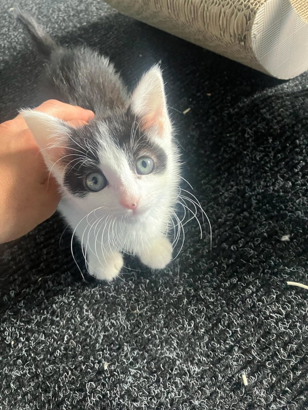 Avril - female kitten