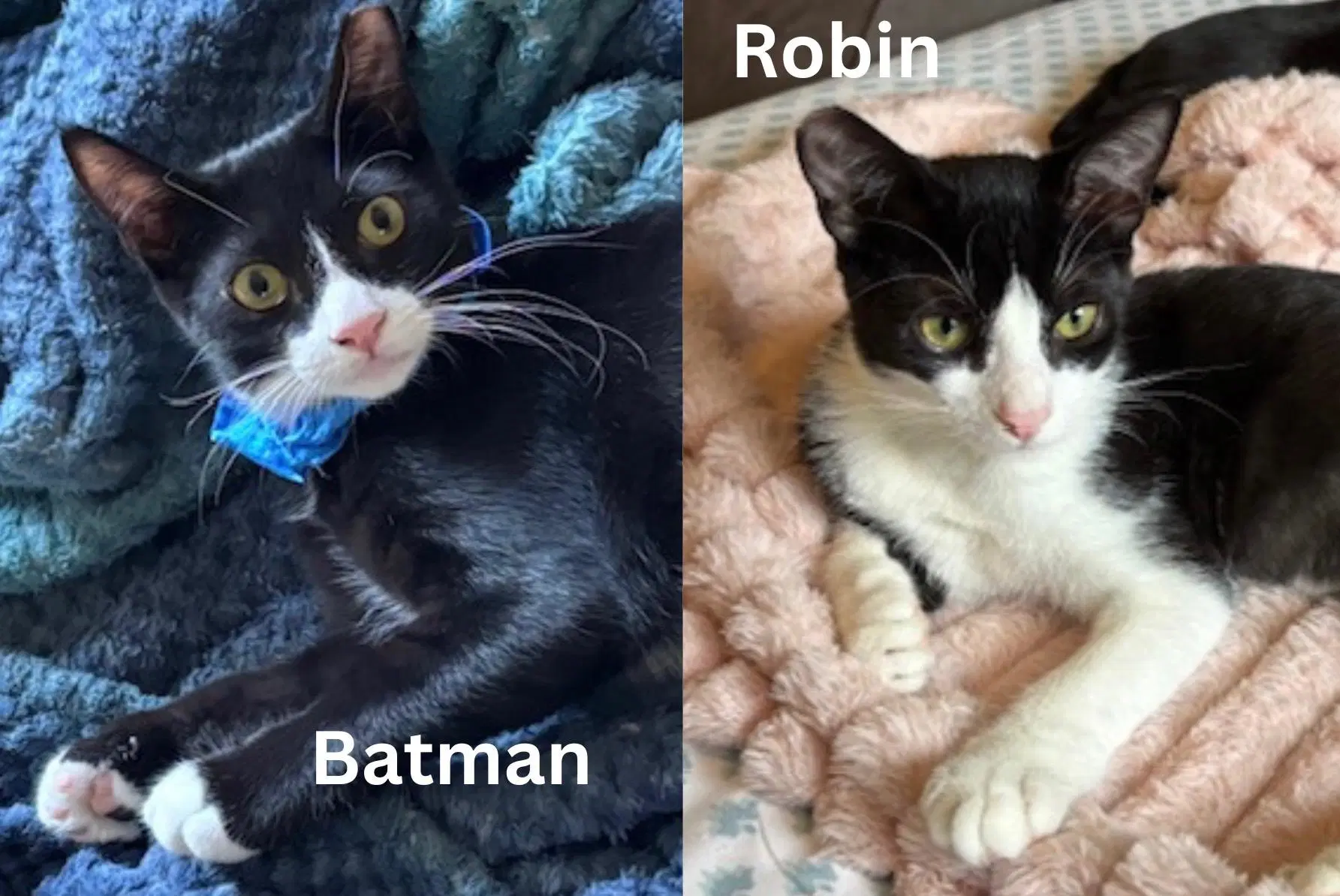 Batman  Robin - Bonded Siblings - Tuxedo