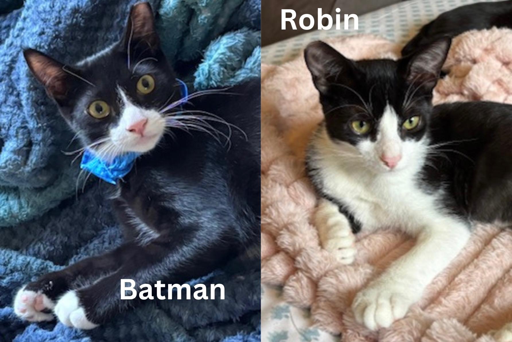 Batman  Robin - Bonded Siblings
