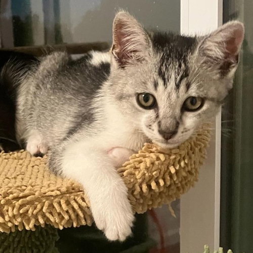 Coraline - female kitten, an adoptable Tabby in Los Altos Hills, CA