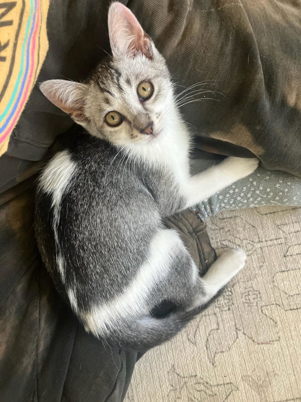Coraline - female kitten