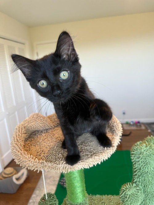 picture of the cat needing adoption