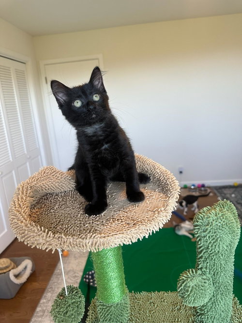 Photo 2 of Jade - female kitten