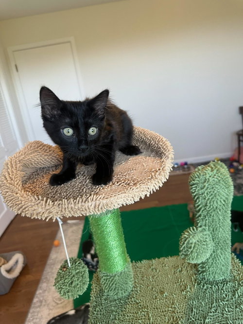 Photo 3 of Jade - female kitten