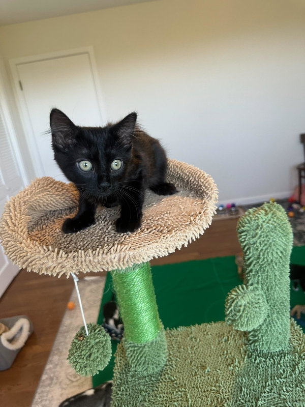 Jade - female kitten
