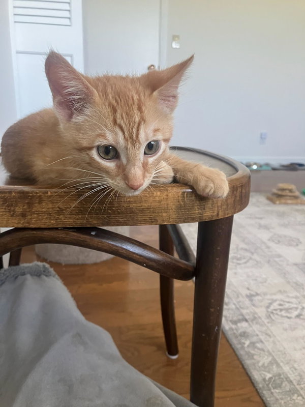 Crush - male kitten
