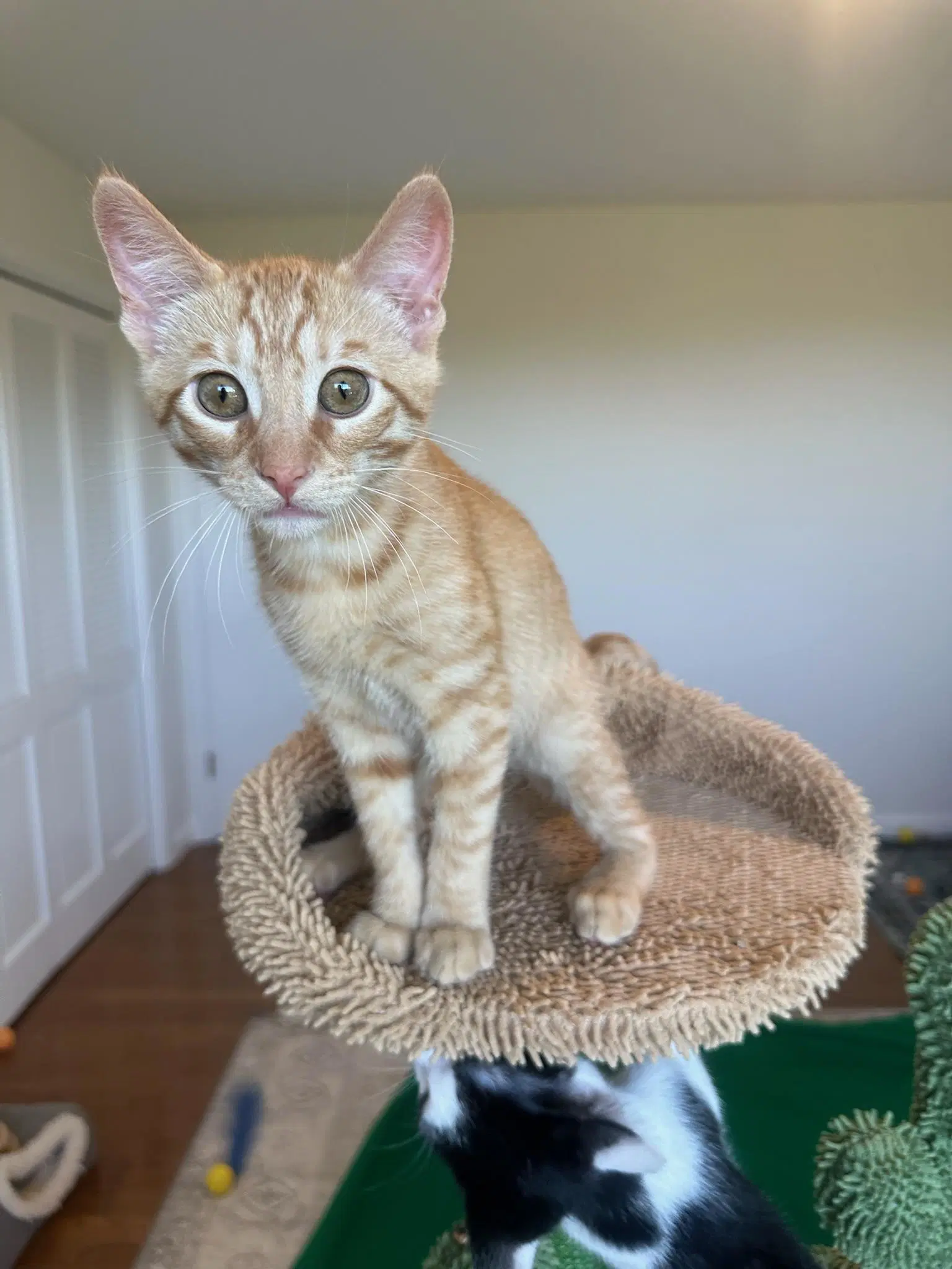Crush - Male Kitten - Tabby