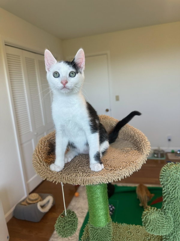 Davi - male kitten