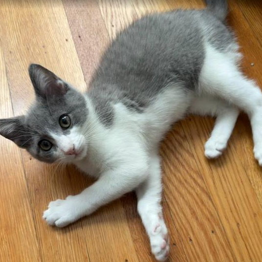 Samantha - female kitten