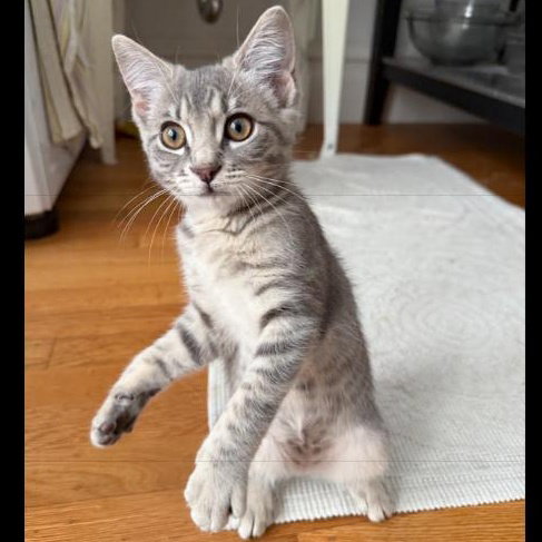 Molly - female kitten