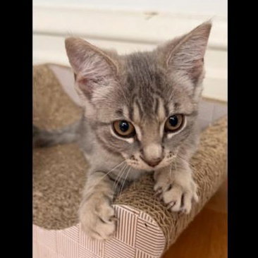 Molly - female kitten