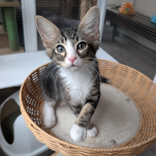 Dr Pepper - male kitten