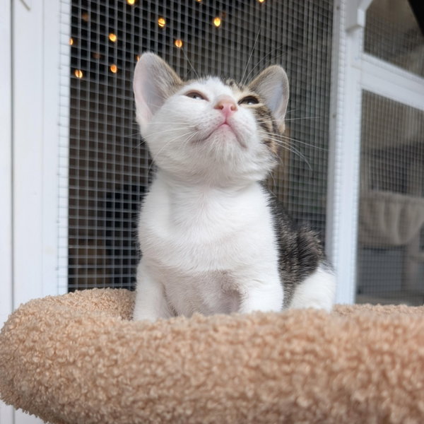 Sprite - male kitten