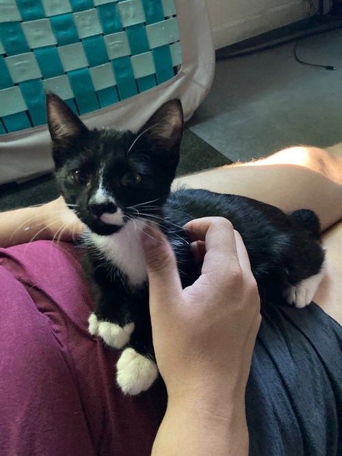 Kimmi - male kitten