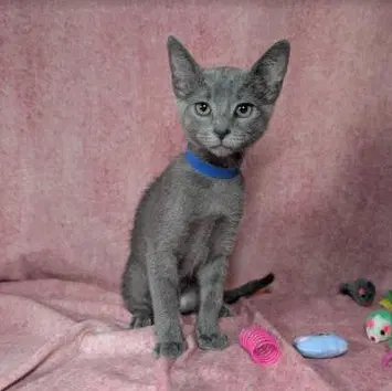 Valkyrie - Female Kitten - Domestic Short Hair