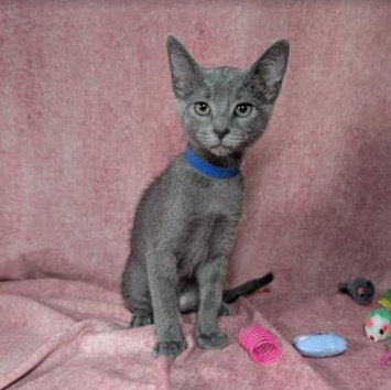 picture of the cat needing adoption