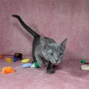 Valkyrie - Female Kitten image 2
