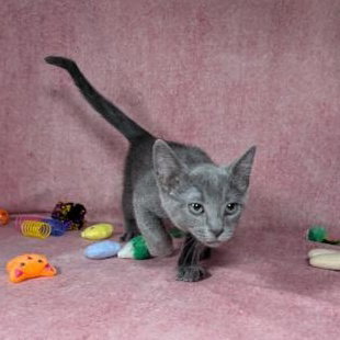 Photo 2 of Valkyrie - female kitten
