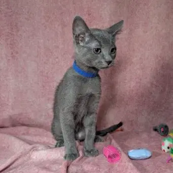 Valkyrie - Female Kitten image 3
