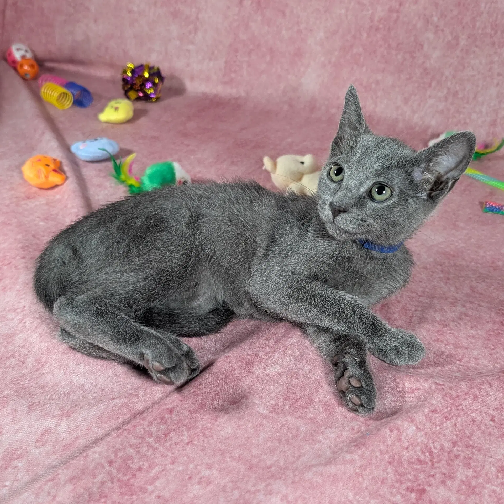 Valkyrie - Female Kitten image 4