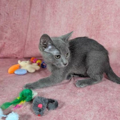 Valkyrie - female kitten