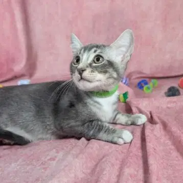 Ronan - Male Kitten - Tabby