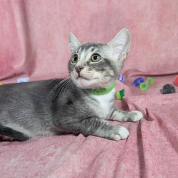 picture of the cat needing adoption