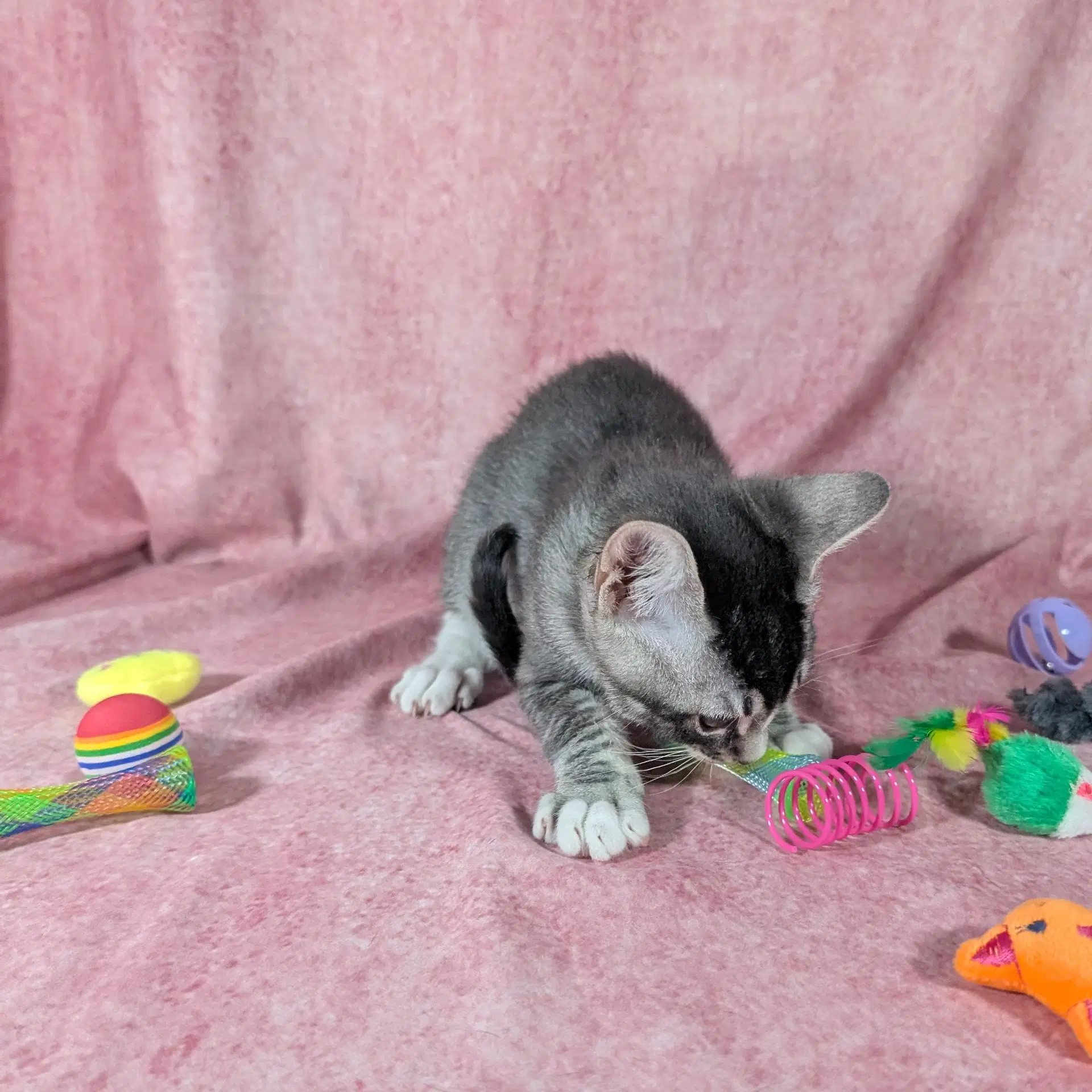 Ronan - Male Kitten image 2