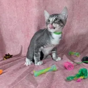 Ronan - Male Kitten image 3