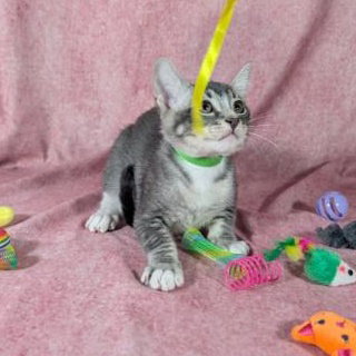 Ronan - male kitten