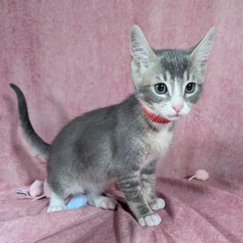 Odin - Male Kitten - Tabby