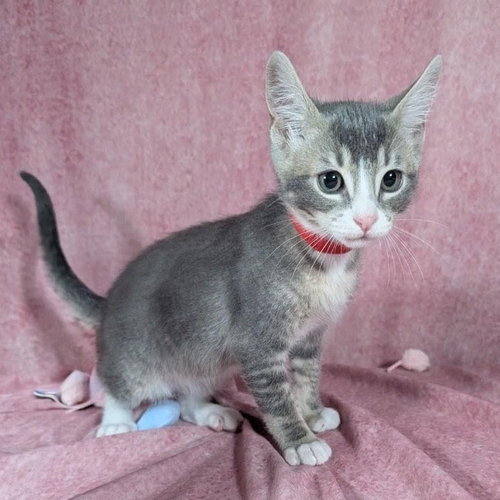 picture of the cat needing adoption