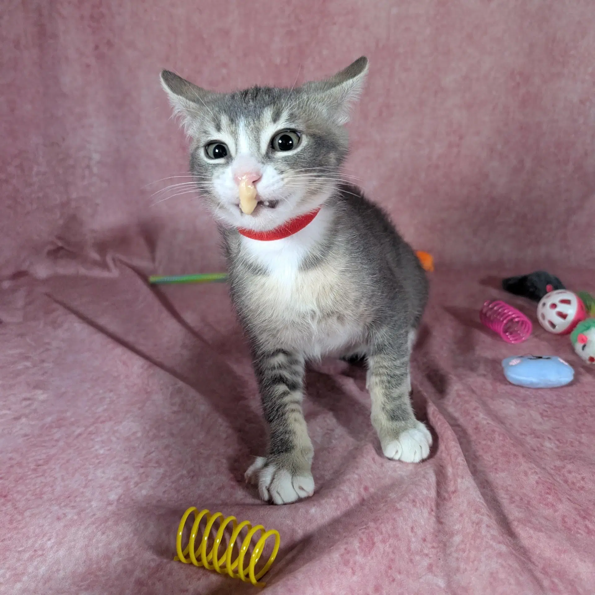 Odin - Male Kitten image 3