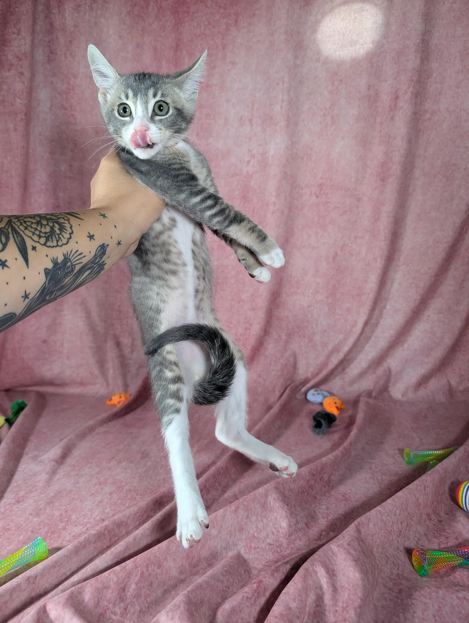 Odin - Male Kitten image 4