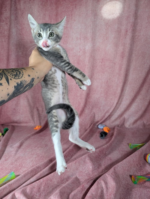 Photo 4 of Odin - male kitten