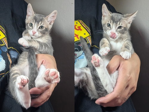 Photo 5 of Odin - male kitten