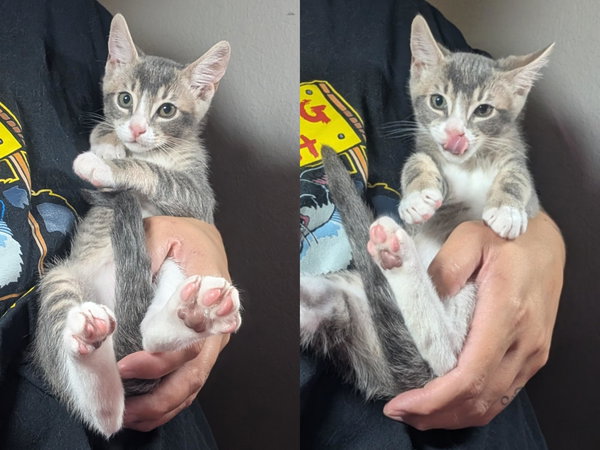 Odin - male kitten