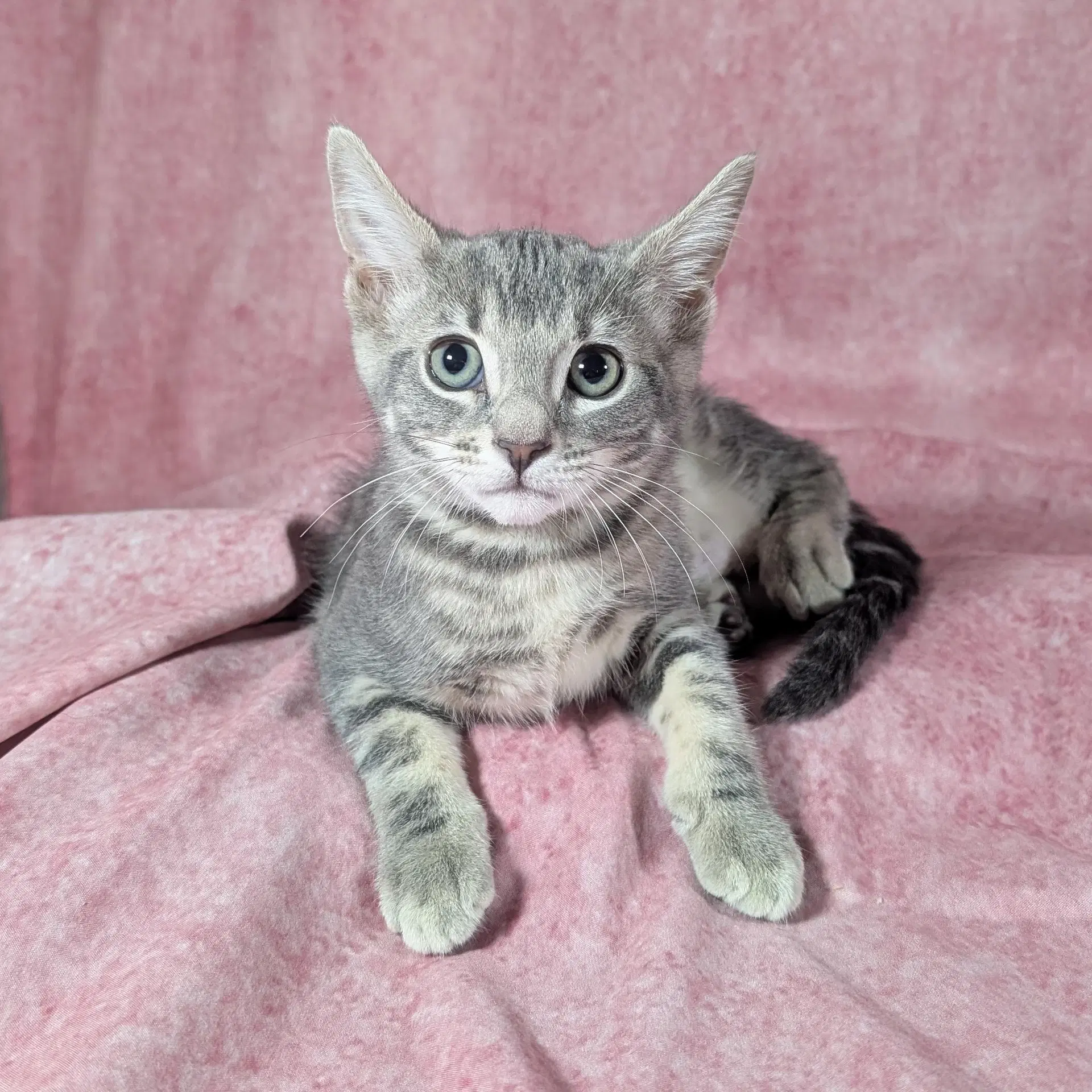 Denali - Female Kitten - Tabby