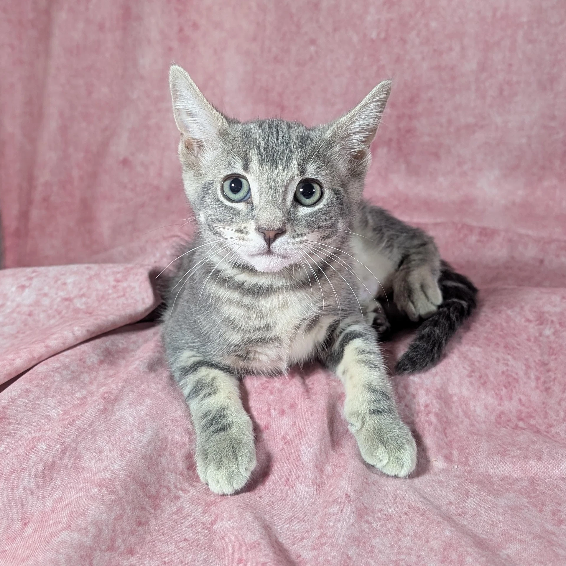 Denali - Female Kitten