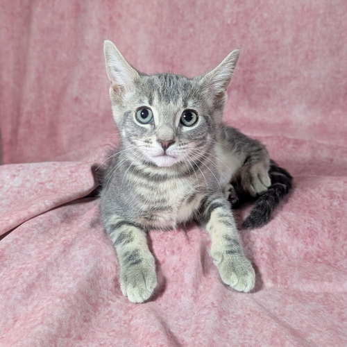 picture of the cat needing adoption