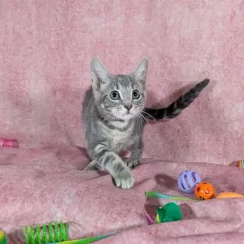 Denali - Female Kitten image 2