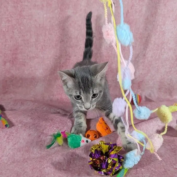 Denali - Female Kitten image 3