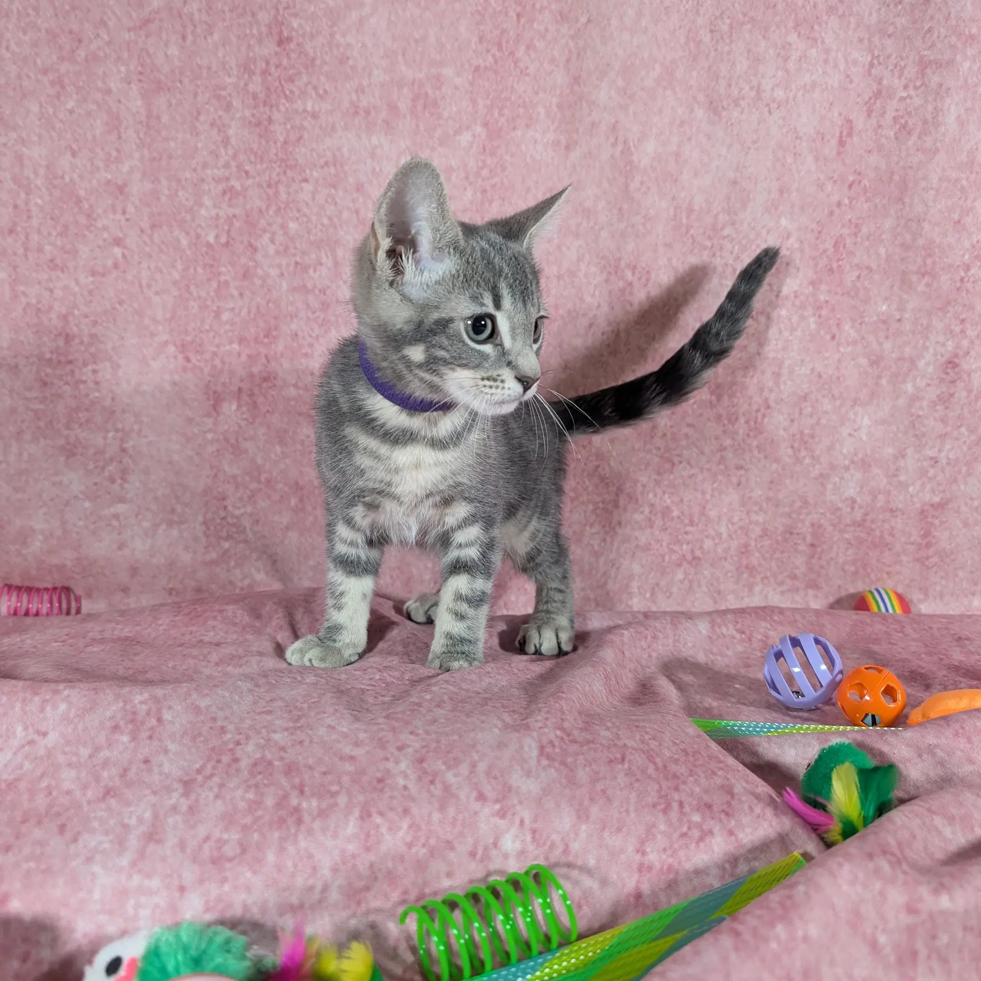 Denali - Female Kitten image 4