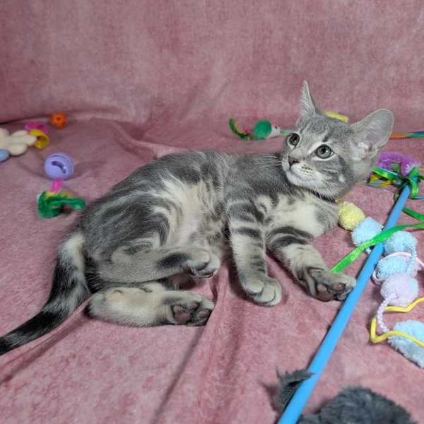 Denali - female kitten
