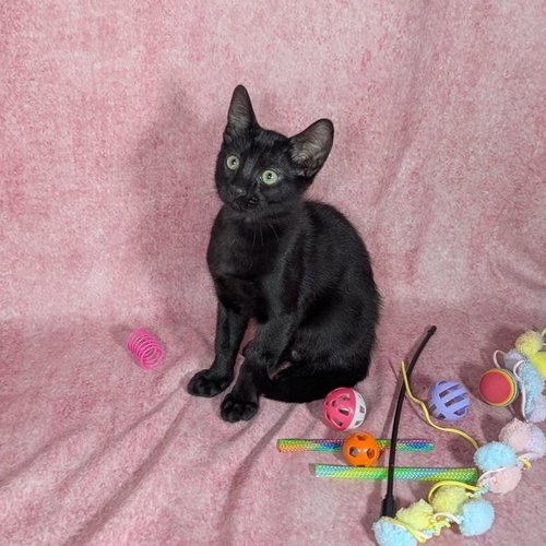 picture of the cat needing adoption