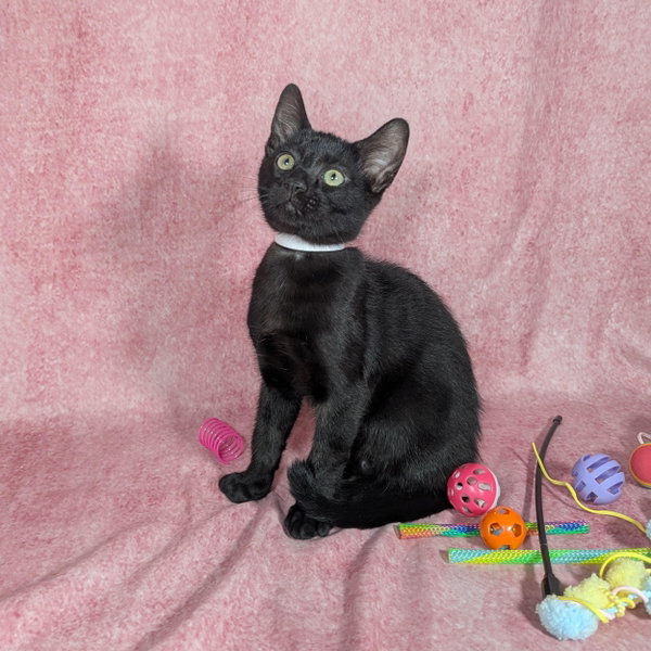 Loki - male kitten