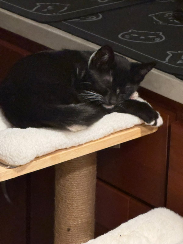 Chip - male kitten